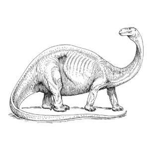  inch x 4 inch Greeting Card Line Drawing Brontosaurus: Home & Kitchen