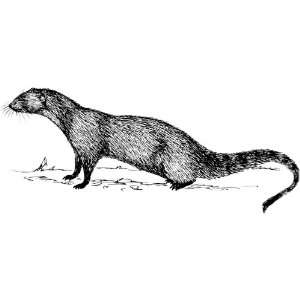   Window Cling 6 inch x 4 inch Line Drawing Mongoose: Home & Kitchen