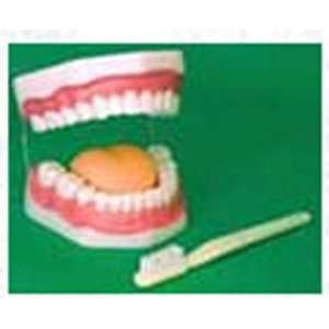  Oral Hygiene Model