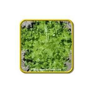  1/4 Lb   Salad Bowl   Bulk Leaf Lettuce Seeds: Patio 