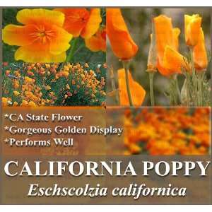  1,200 CALIFORNIA ORANGE POPPY FLOWER SEEDS E. californica GOLDEN CA 
