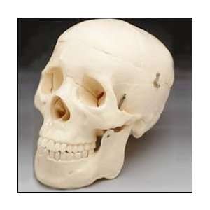Budget Life Size Human Skull Model (2nd Quality):  