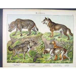  Hyeana Fox Dog Wild Hound German Color Animal Print: Home 