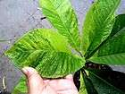 Hoya Dischidia, Variegated plants items in greenthumb3000 Garden 