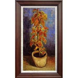   Van Gogh Coleus Plant Flower Pot   