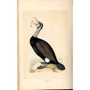 H/C British Birds 1St Ed Morris Cormorant