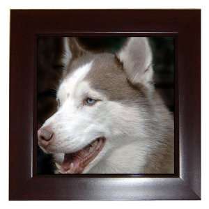  Siberian Husky 17 Framed Tile G0626 