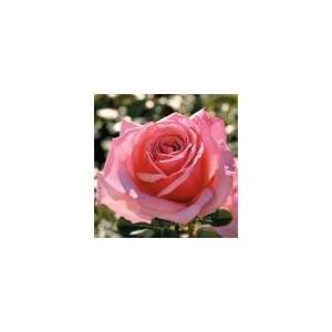  Catalina Grandiflora Rose Patio, Lawn & Garden