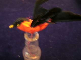 Vintage Millinery Flower Feather Bird KS Black Orange  