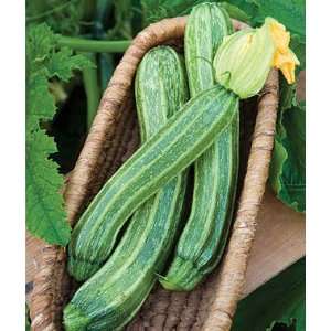  Squash, Italian Ribbed Zucchini 1 Pkt.(15 Seeds) Patio 