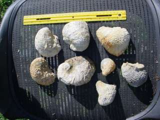 Clam Shells Alabama Paleocene Fossil Mineral Speciman  