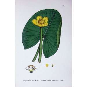  Botany Plants C1902 Common Yellow Water Lily Nuphar: Home 