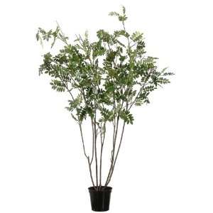  7? Mountain Ash Tree in Plastic Pot Green: Home & Kitchen