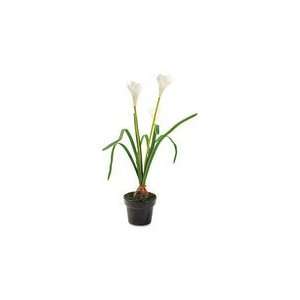  Plant,White Iris,Wht