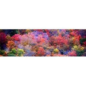  High Definition Canvas Art 11116FF Autumn Color: Home 