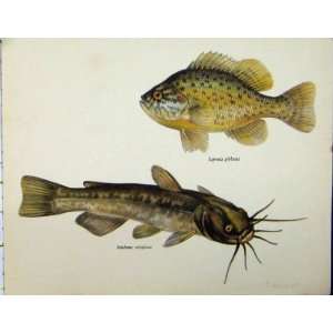  Bullhead Fish C1977 Gibbosus Nebulosus Colour Print
