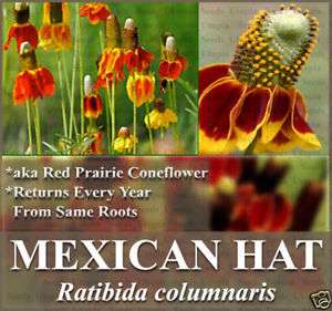   HAT CONEFLOWER ~RED PRAIRIE~ Flower Seeds Ratibida columnaris  