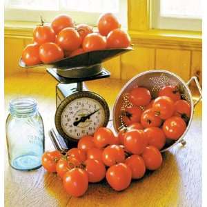  Davids Red Non Hybrid Organic Salad Tomato Bellstar 