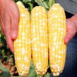   Have It Sweet Corn 50 Seeds   Incredibly Sweet Patio, Lawn & Garden