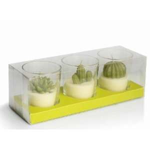  3 Cactus Candles Glass Holder gift set   green: Health 