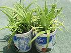 Natural Gel Moisturizer (no cream) w/ Chlorophyll, Aloe vera, plant 