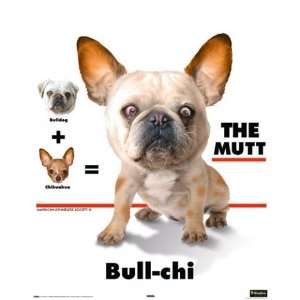 Hunde   Hundemischling, Bull chi Mini Poster (50 x 40cm)  