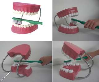 ZAHNPFLEGEMODELL Gebiss Modell Zahnmodell Zähne putzen  