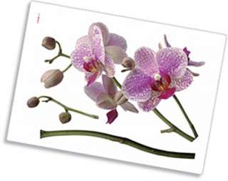 Wandsticker Orchidee Wandtattoo 17702 Orchideen Blüten  