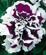 Annual: PURPLE PIROUETTE PETUNIA Seeds   Double Blooms  