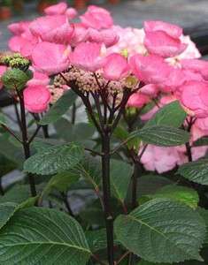   Star Hydrangea  Hot Pink  Flowering Shrub   Proven Winners  