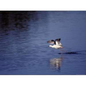  Banded Stilt Running on Water Surface to Gain Lift for 