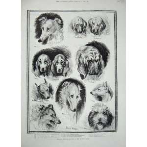  1890 Louis Wain Dog Show Crystal Palace Wolfhound