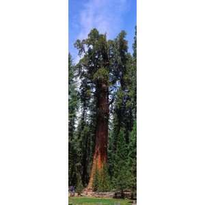  Giant Sequoia and General Sherman Tree, Worlds Largest 