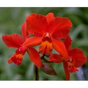   Cattleya Orchid Plant   4 pot  Grocery & Gourmet Food