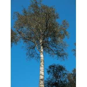  Low Angle View of a Silver White Birch Tree (Betula 