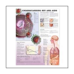  Understanding HIV & AIDS Anatomical Chart 20 X 26 