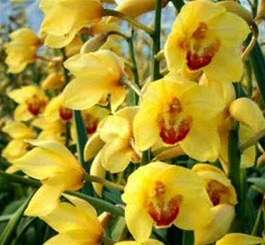 Cymbidium Kevin Hipkins Yellow Mini Orchid Plant  