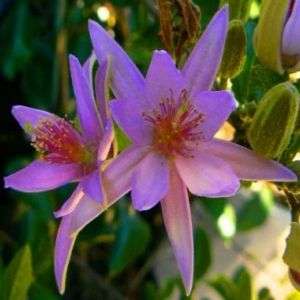 Grewia occidentalis, Lavender Starflower Tree Seeds   Add. items 
