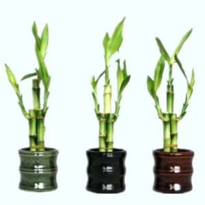 Sets Lucky Bamboo Arrangement in 3 Different Colors of Lucky Bamboo 