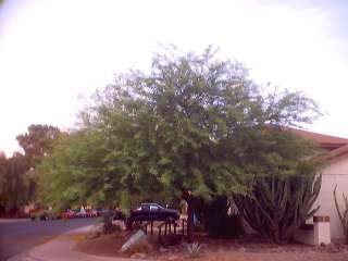 Thornless Chilean Mesquite Tree 12 Seeds   Summer 2011  