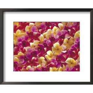 Arrangement of Temple Tree and Orchid Flowers Photography Framed Art 