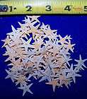 BULK LOTS WHOLESALE, WHITE STARFISH items in Wagners Southern Store 