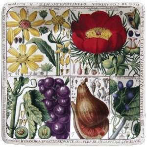    Tabulae Botanica 7 inch Square Paper Plate: Kitchen & Dining