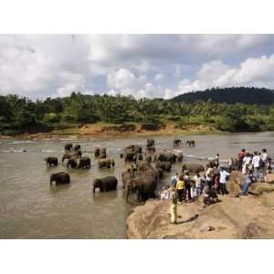  Pinnewala Elephant Orphanage Near Kegalle, Hill Country, Sri Lanka 