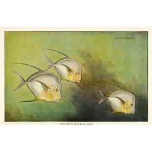  1922 Print Hashime Murayama Art Tropical Moon Fish 